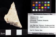 Foto (Objket + Etiketten) von Cyclothyreus sp. 